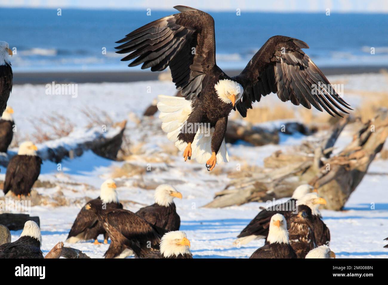 Bald Eagle (Haliaeetus leucocephalus), Bald Eagle, Homer, Kenai