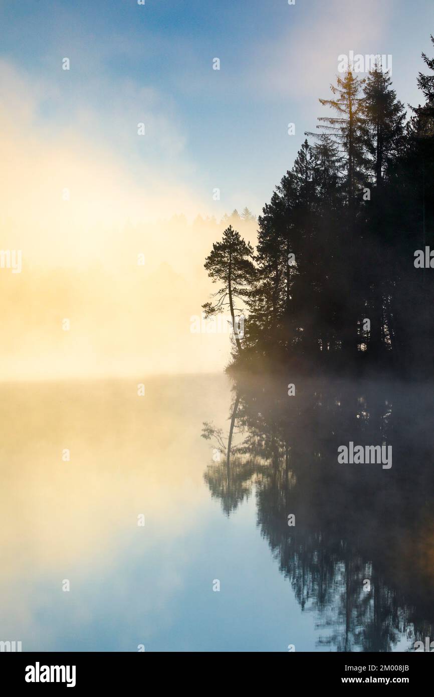 Pine and forest silhouette at sunrise backlit with fog over the bog lake Étang de la Gruère in the canton of Jura, Switzerland, Europe Stock Photo