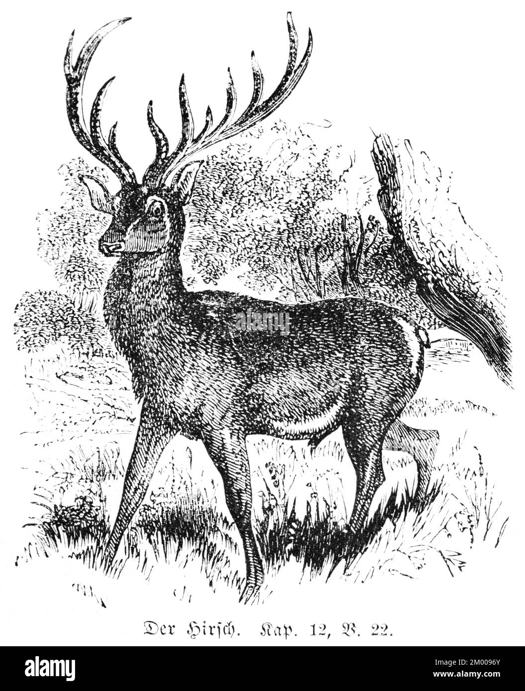 The stag, pig deer (Sus Babirussa), roe deer, clean, unclean, antlers, forest, Bible, Old Testament, 5th Book of Moses, Chapter 12, Verse 22 Stock Photo