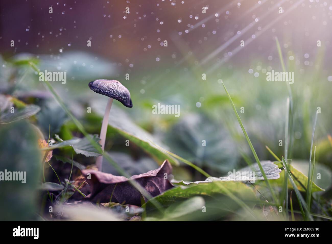 One unusual mushroom in the forest. Sunburst and bokeh effect overlay. Place for text. Stock Photo
