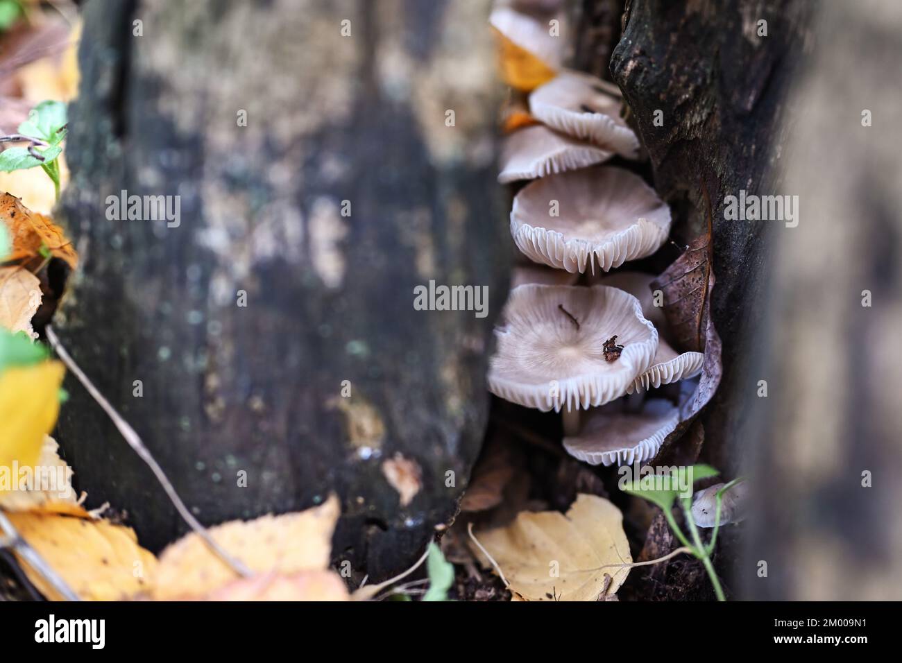 Autumn background. Family of mushrooms inside an old stump. Shallow depth of field, selective focus, copy space. Stock Photo
