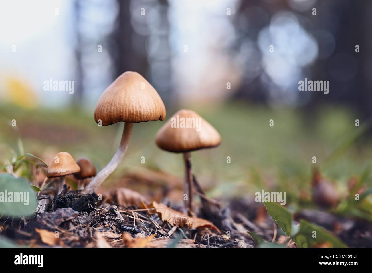 Autumn background. Large and small mushrooms (family of mushrooms) in the autumn forest. Place for text. Stock Photo