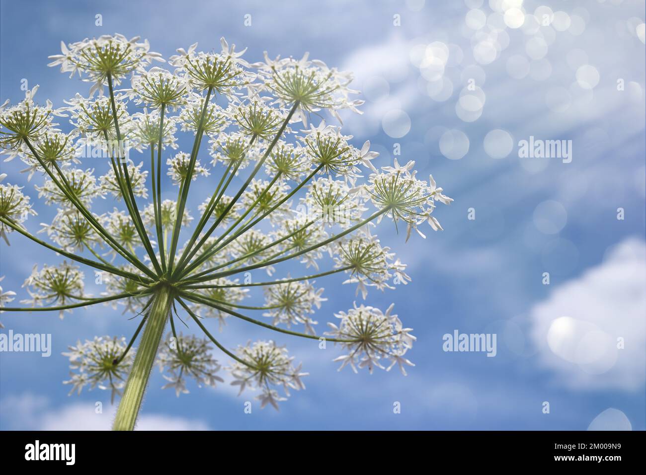 Natural plant background. Cow parsnip (Heracleum lanatum) against a blue sky with clouds, view from below. Sun rays and bokeh overlay, copy space. Stock Photo