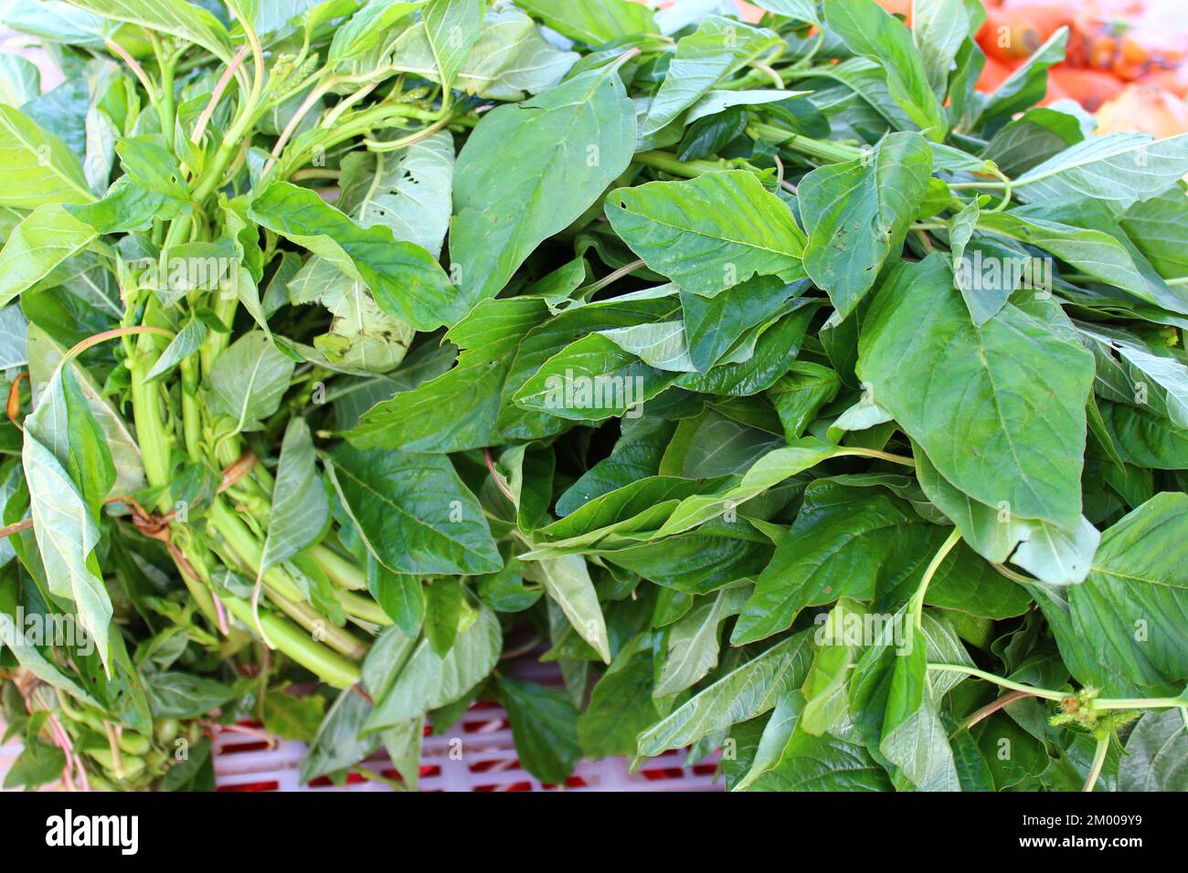 bunches of traditional Caribbean leaf vegetable Amaranth or Callaloo for sale on a market stall Stock Photo