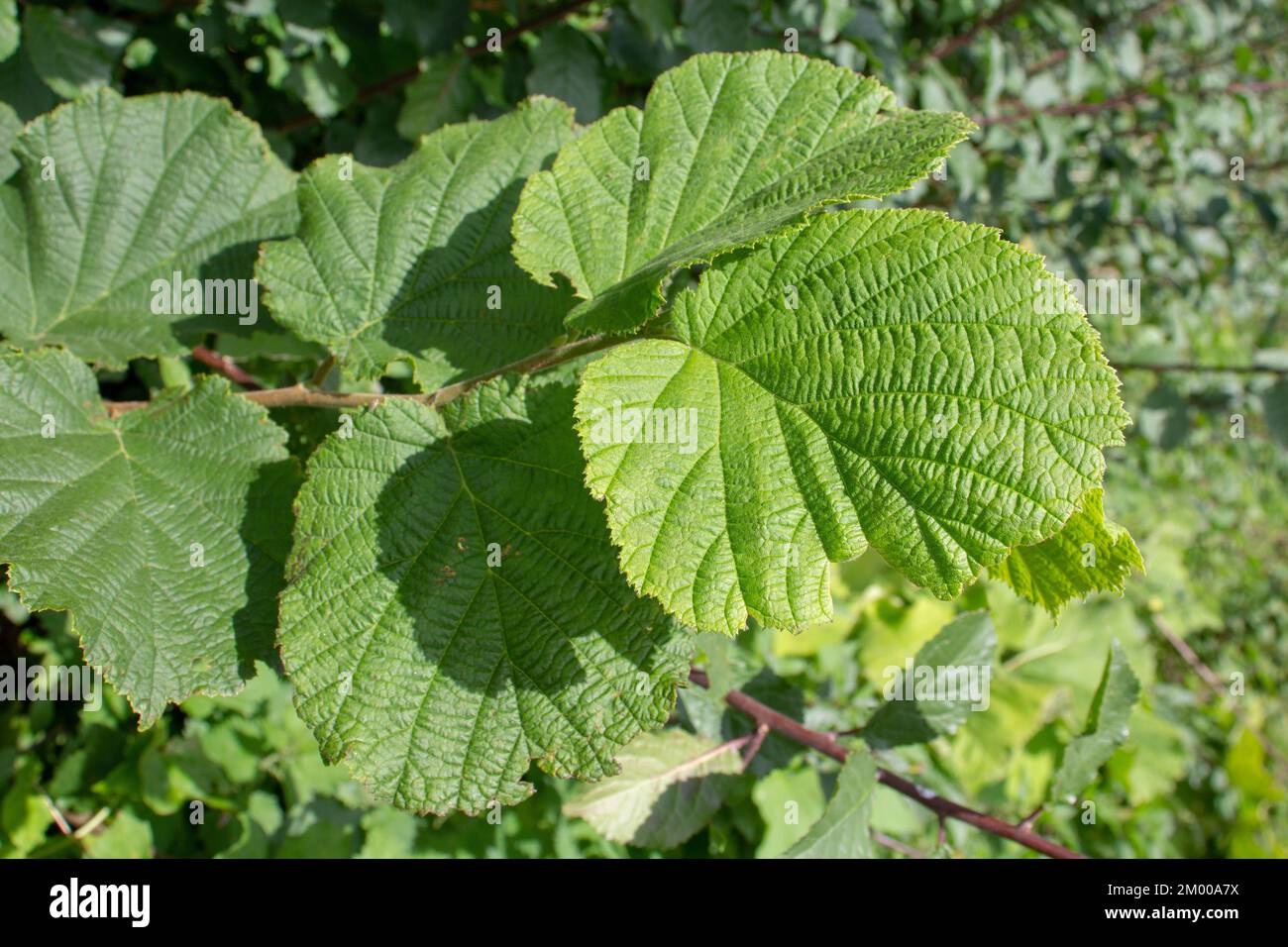 fully open green leaves of the Hazel tree isolated on a natural hedge
