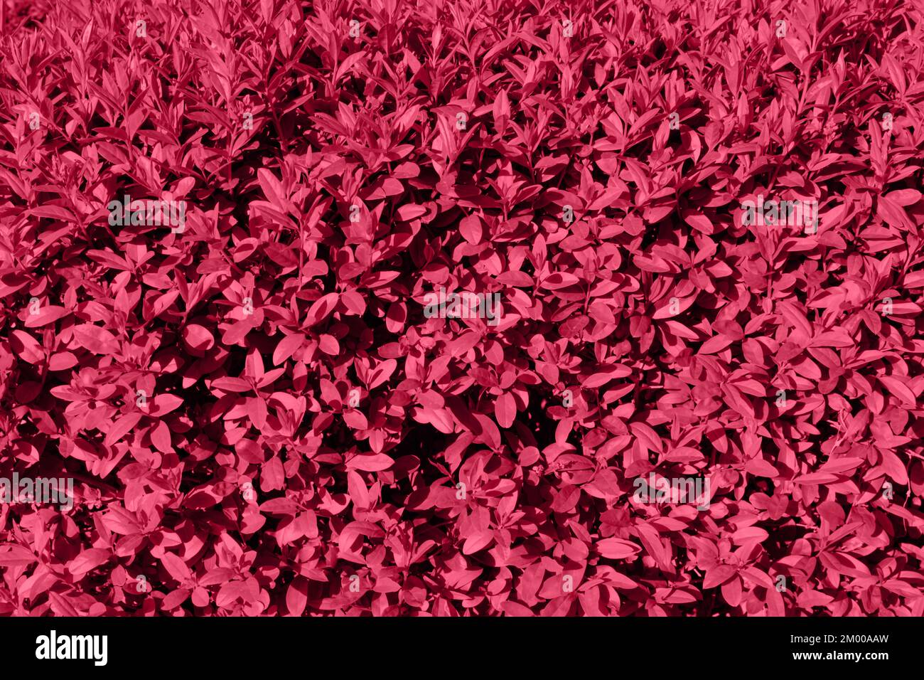 Magenta abstract wallpaper hi-res stock photography and images - Page 21 - Alamy Magenta abstract wallpaper hi-res stock photography and images - Page 21 - Alamy