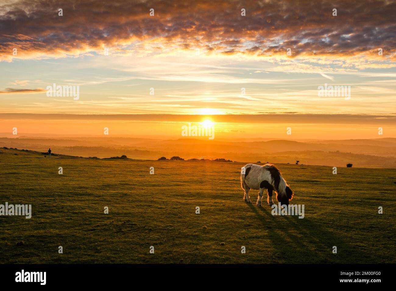 Dartmoor pony grazing on a field as the sun sets on the horizon Stock Photo