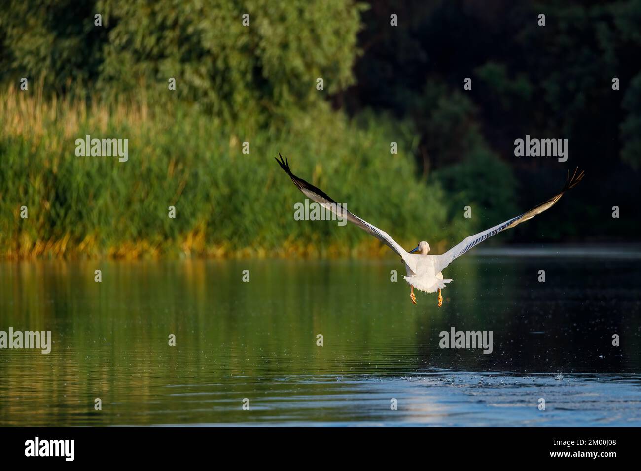 Pelican is starting to fly in the Danube Delta in Romania Stock Photo