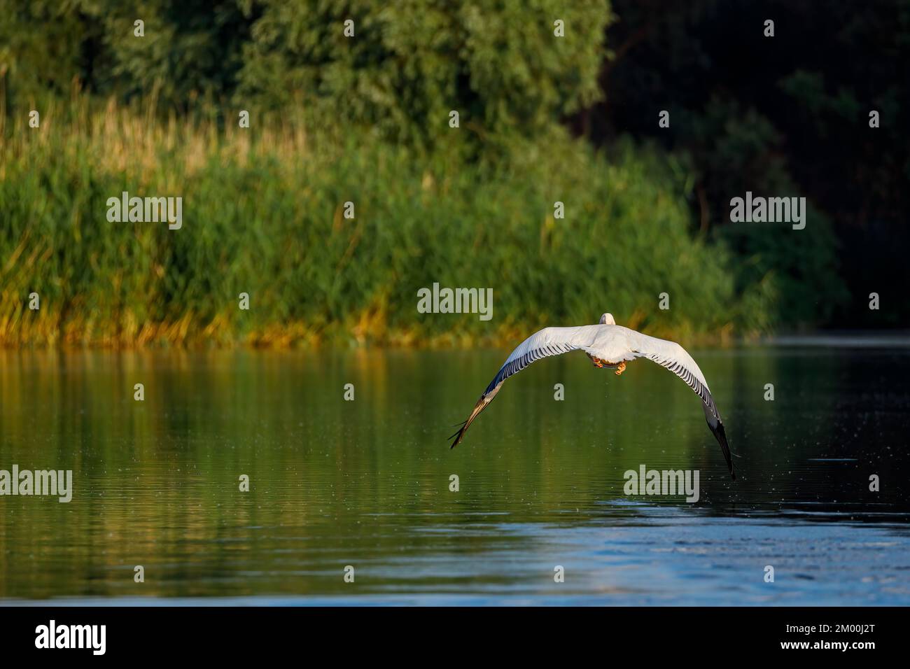 Pelican is starting to fly in the Danube Delta in Romania Stock Photo