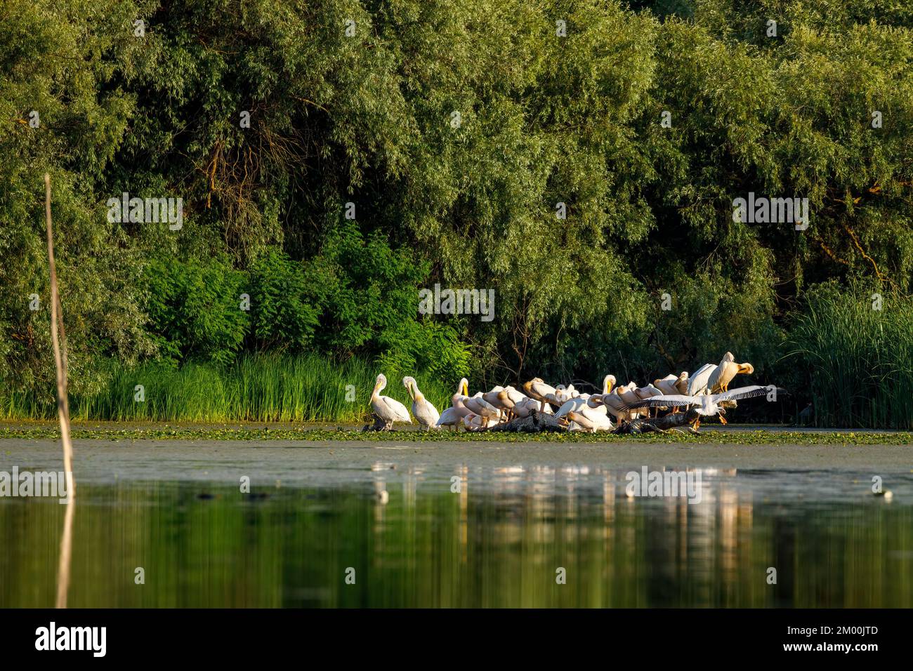 Group of Pelicans in the swamps of the Danube Delta Romania Stock Photo
