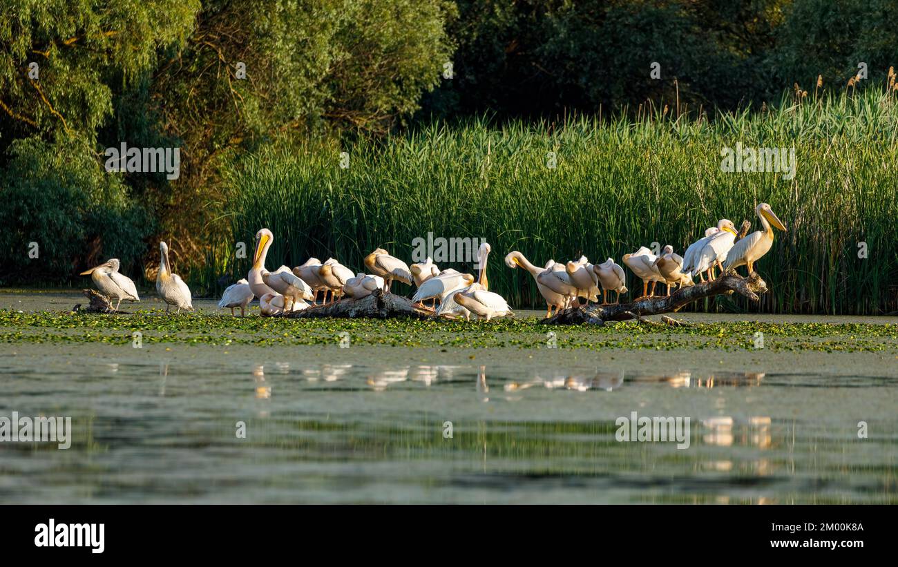 Group of Pelicans in the swamps of the Danube Delta Romania Stock Photo