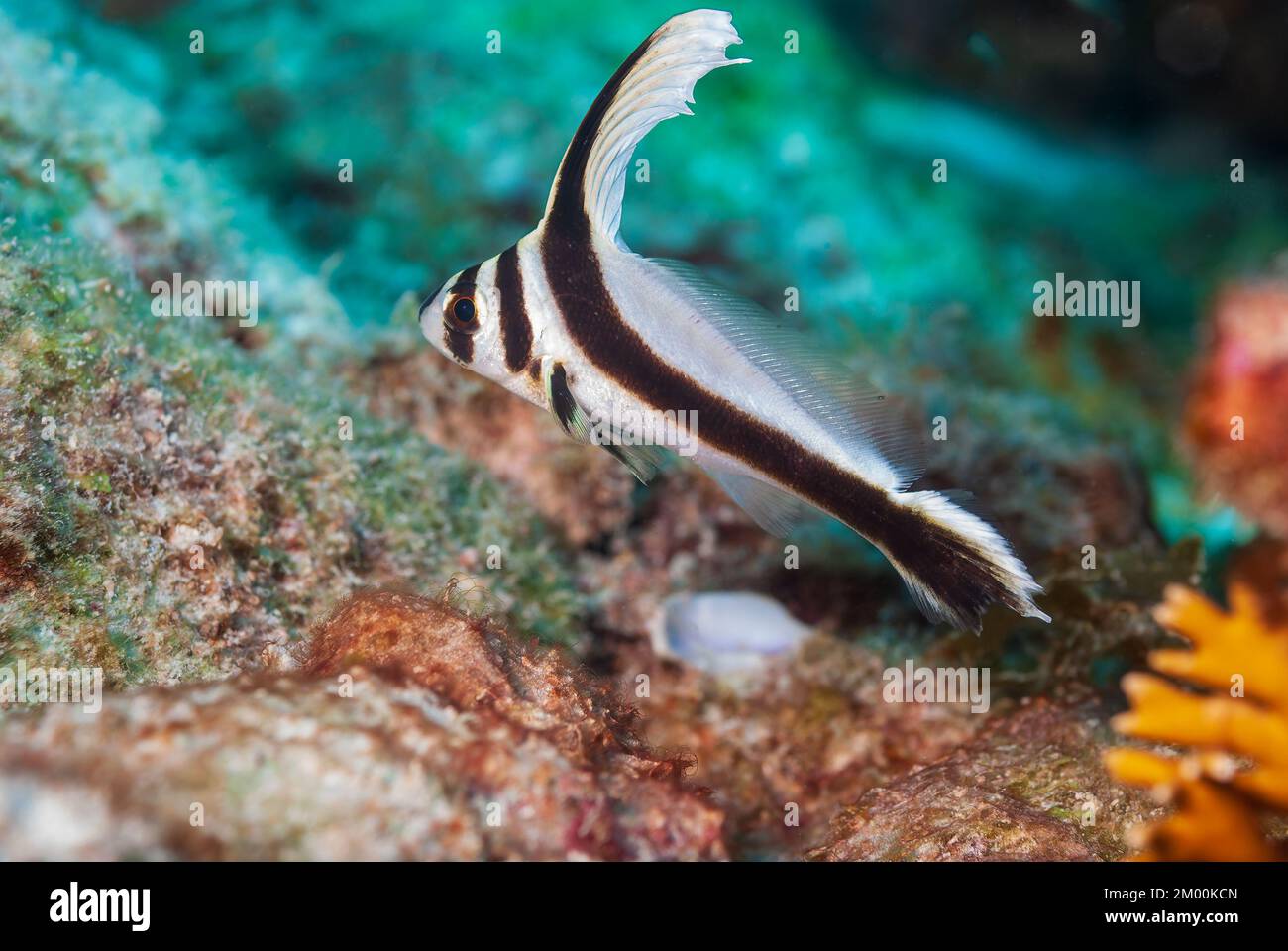 Underwater scene with a wild juvenile spotted drum while seen SCUBA diving Stock Photo