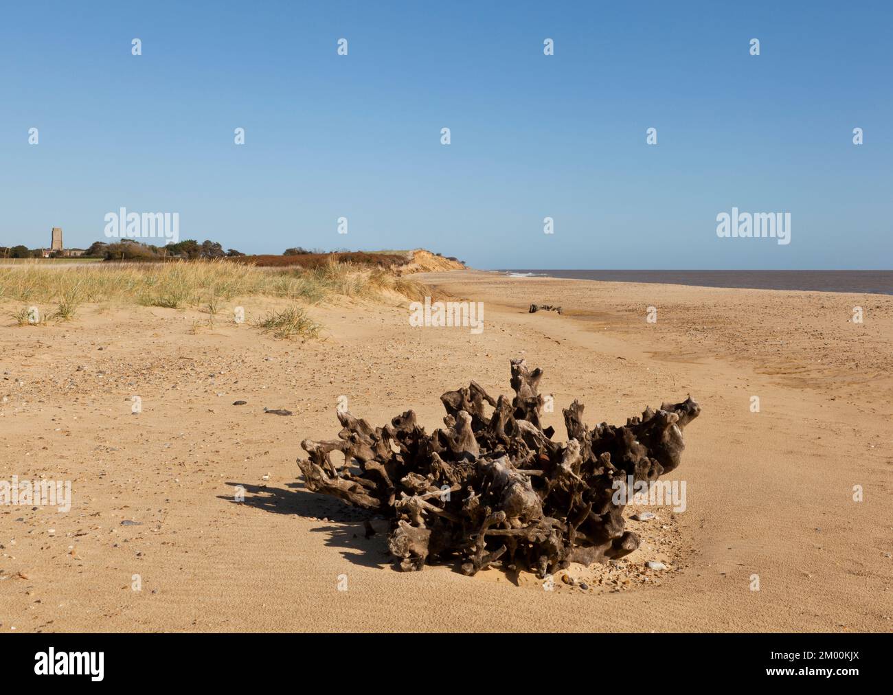 Skeletal trees lying on Covehithe beach, Suffolk UK Stock Photo