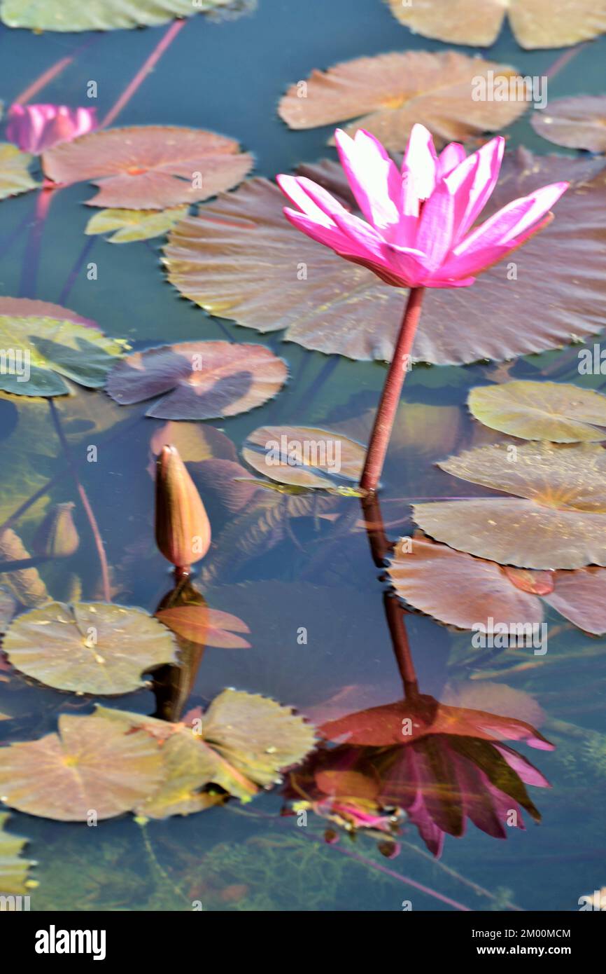 One pink lotus flower with bud in pond, Nelumbo nucifera, sacred lotus, Laxmi lotus, Indian lotus, Chikhli, Navsari, Gujarat, India, Asia Stock Photo