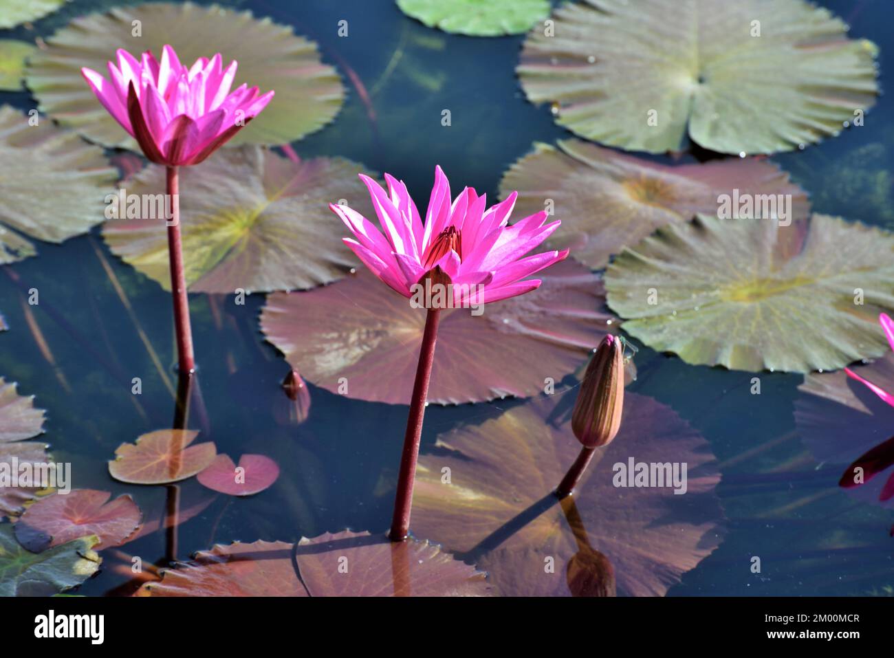 Two pink lotus flower with bud in pond, Nelumbo nucifera, sacred lotus, Laxmi lotus, Indian lotus, Chikhli, Navsari, Gujarat, India, Asia Stock Photo
