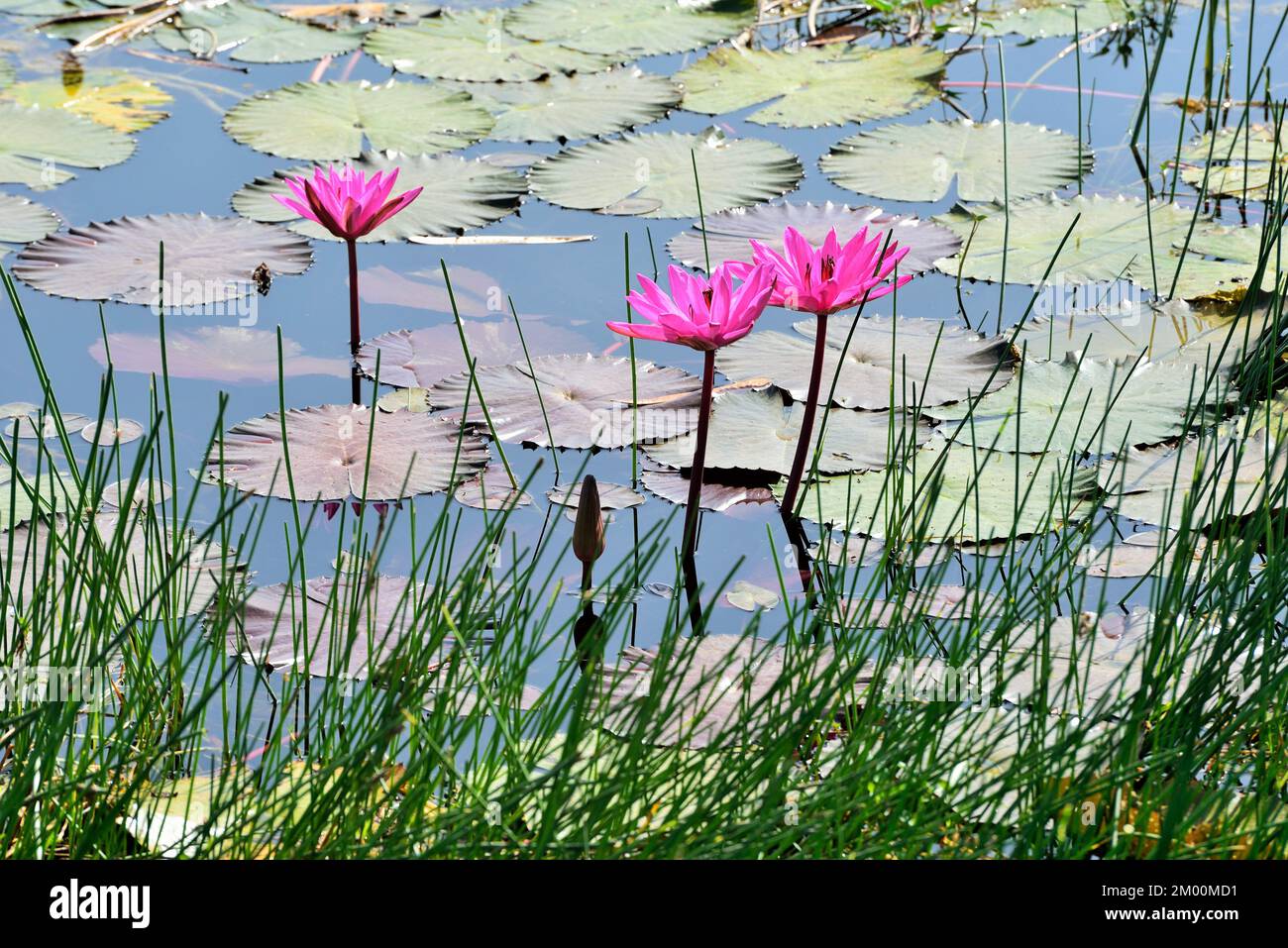 Three pink lotus flower with bud in pond, Nelumbo nucifera, sacred lotus, Laxmi lotus, Indian lotus, Chikhli, Navsari, Gujarat, India, Asia Stock Photo