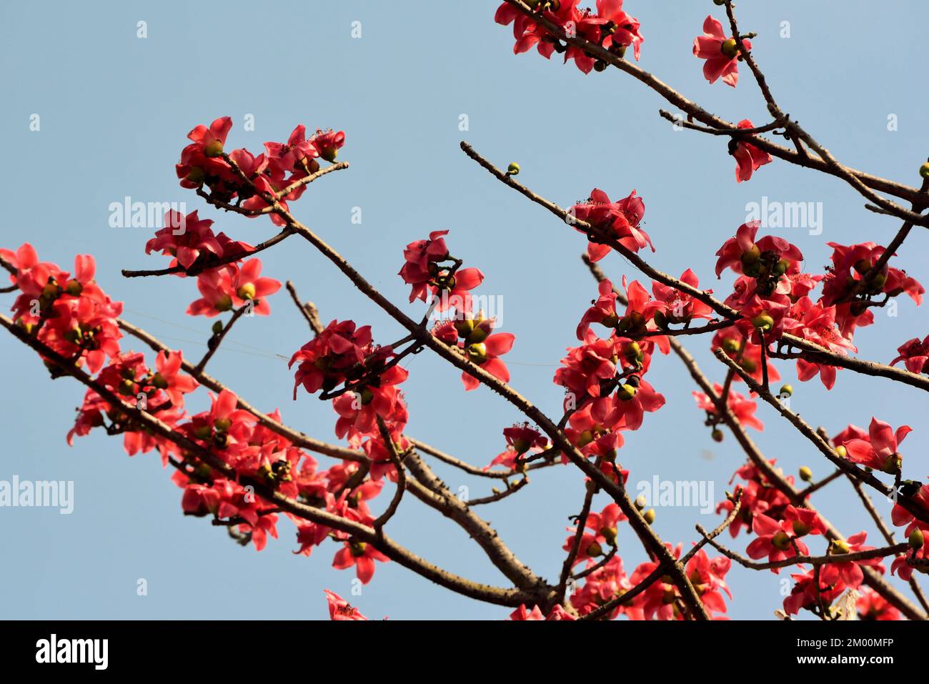 Silk cotton tree, Bombax ceiba, Valsad, Gujarat, India, Asia Stock Photo