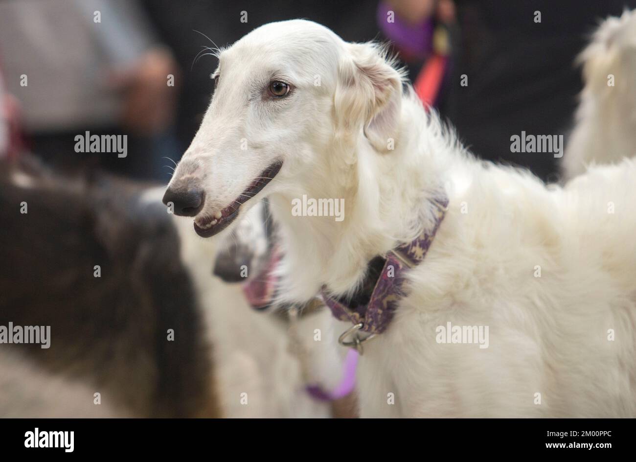 Pure breed Borzoi or Russian Hunting Sighthound. Head detail. Stock Photo