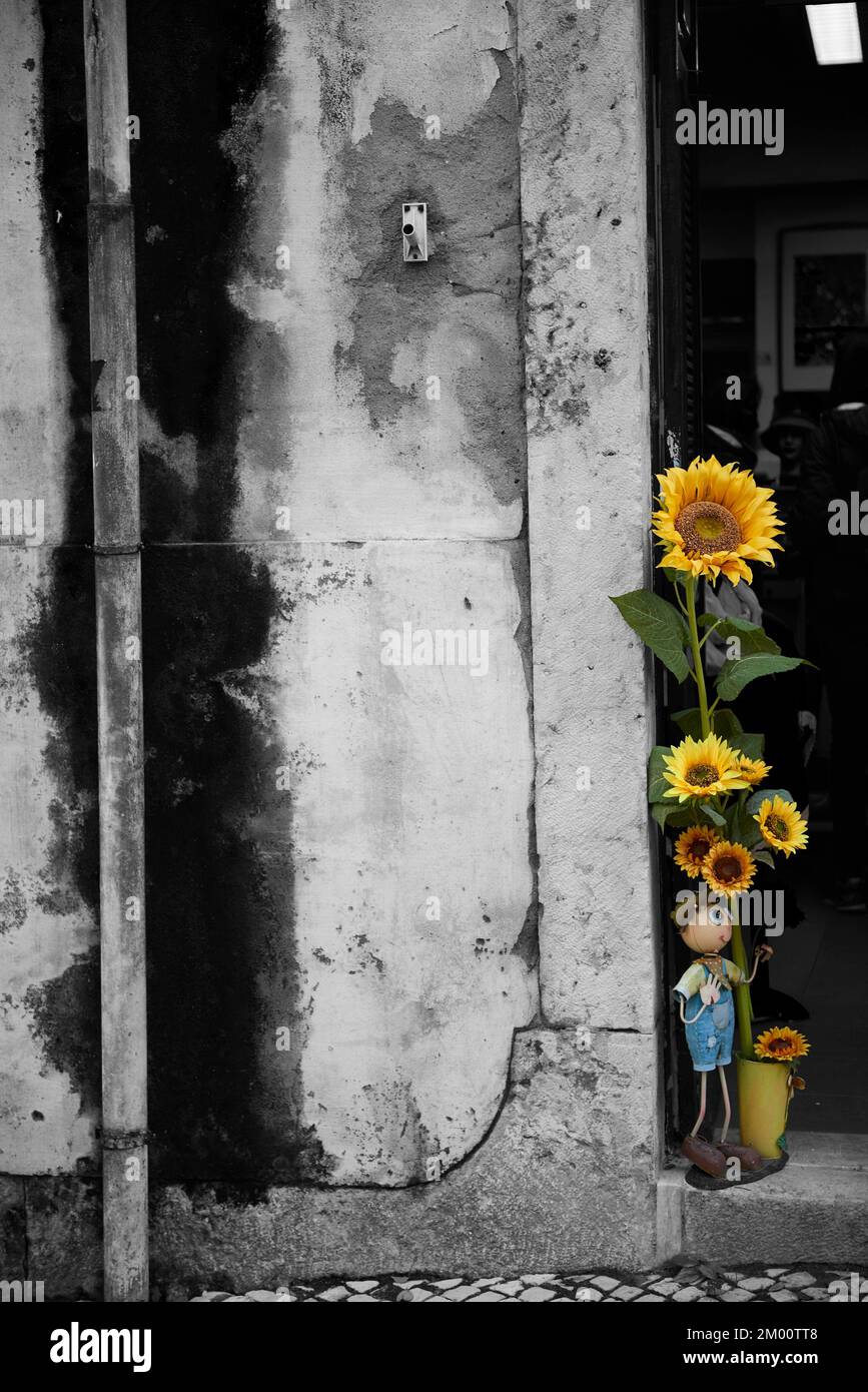Photograph in black and white mixed with colour of Sunflower, Lisbon, Portugal, Europe Stock