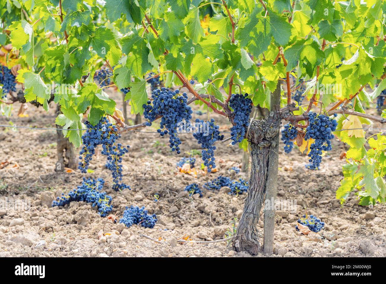 Reduction of ripening grapes to produce highest quality wines in