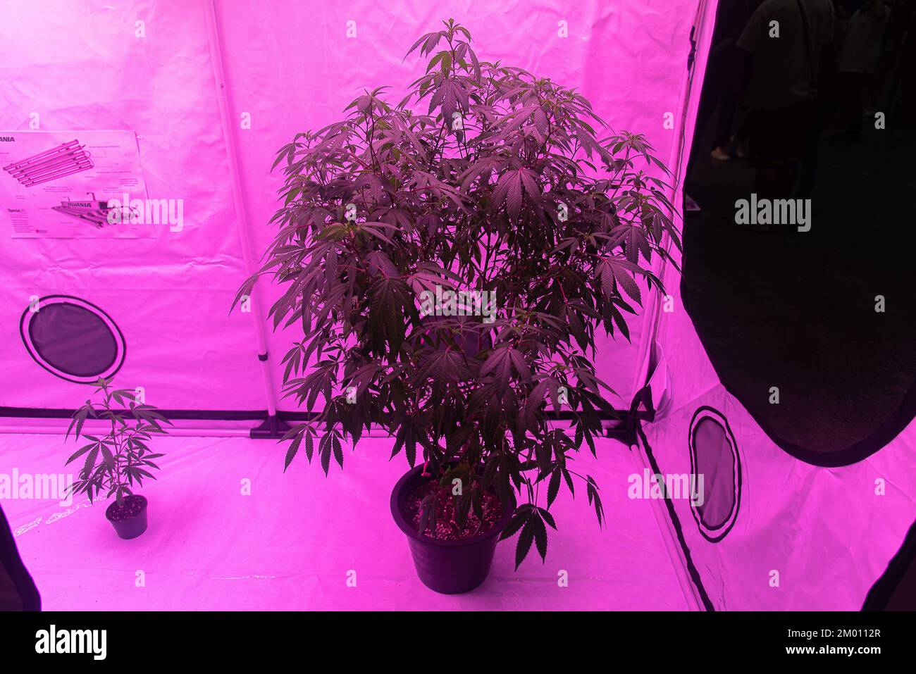 Bangkok, Thailand. 03rd Dec, 2022. A cannabis plant seen displayed