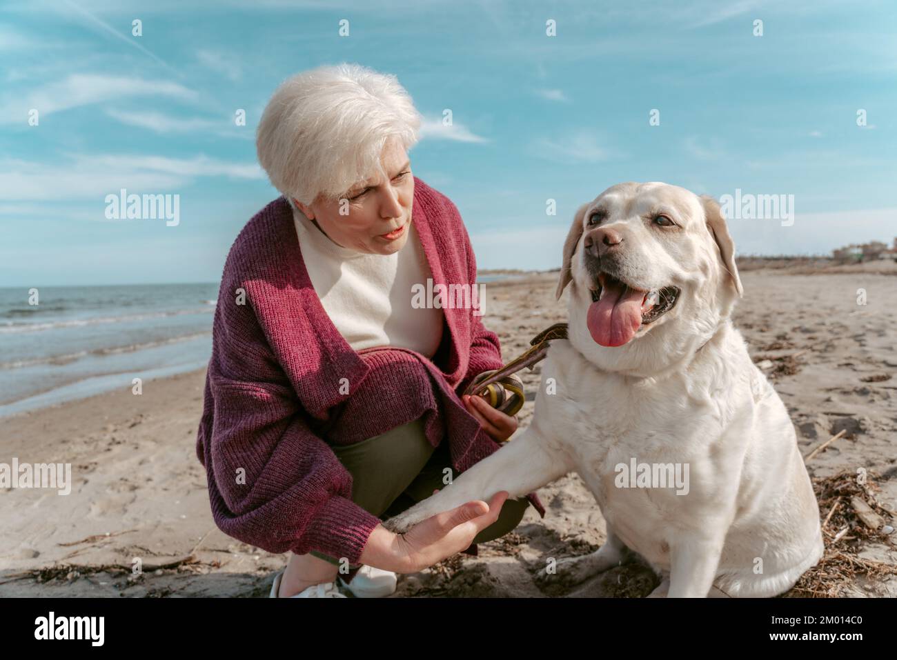 Serious focused gray-haired Caucasian woman teaching her cute obedient Labrador Retriever to shake a paw. Stock Photo
