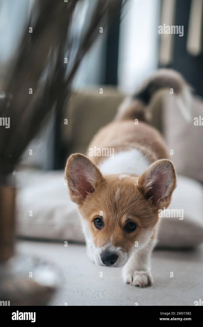 Puppy. A close up of a cute little puppy Stock Photo - Alamy