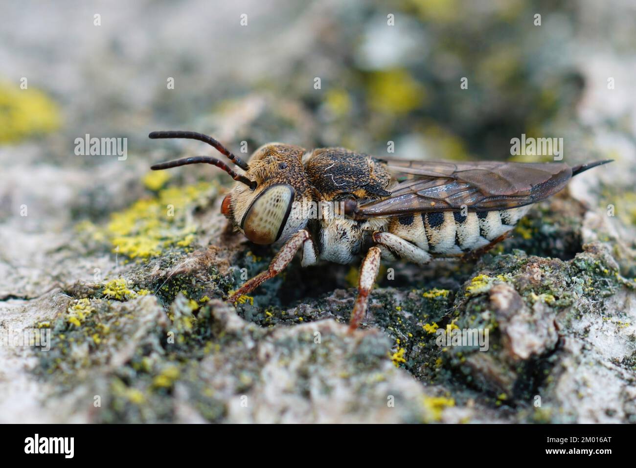 Detailed closeup on a female of the Thorn-tailed sharptail cleptoparasite cuckoo bee, Coelioxys acanthura Stock Photo