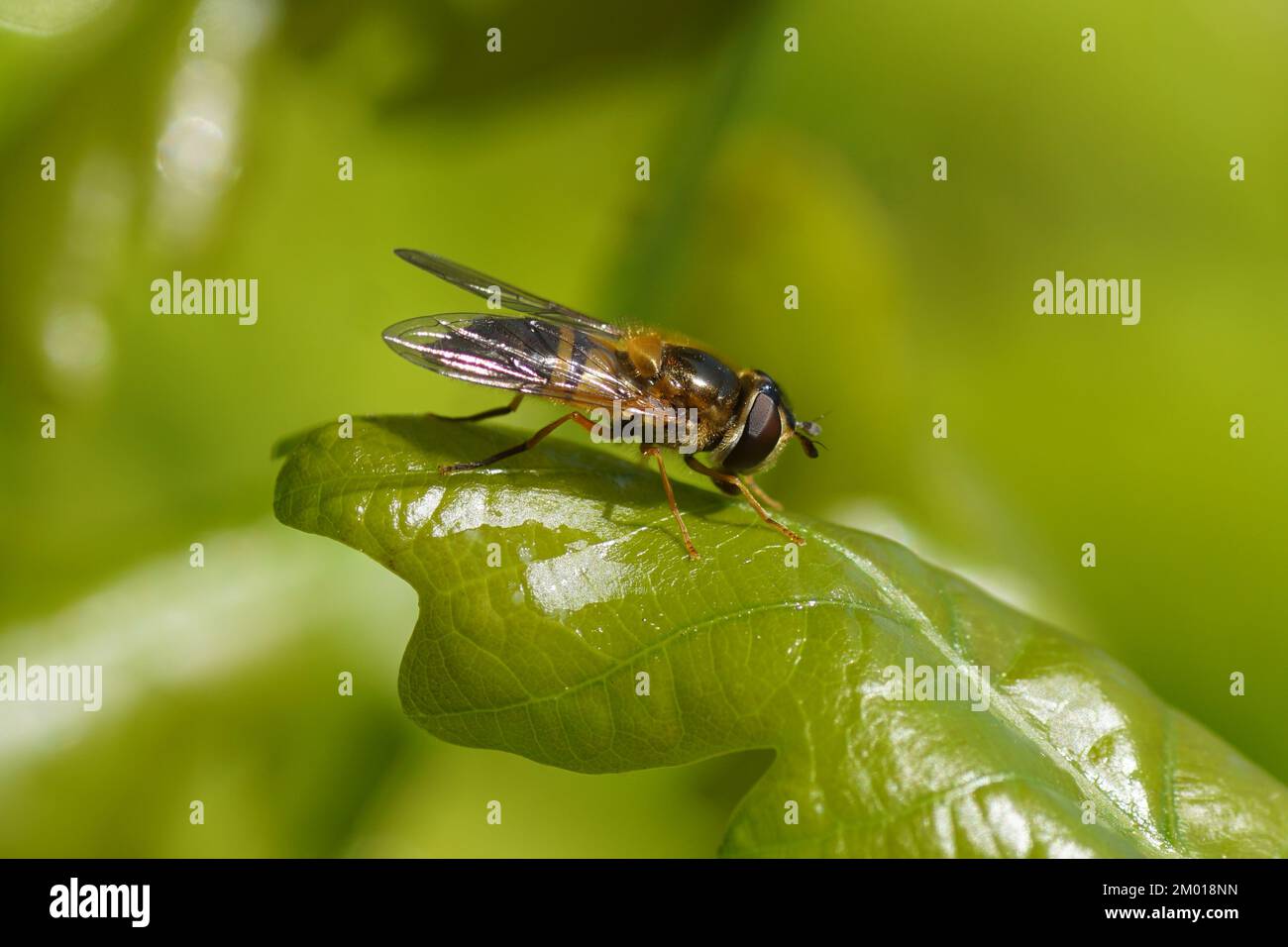 Close up female hoverfly Epistrophe eligans on a young oak leaf in the sun in a Dutch garden. Spring. Netherlands. Stock Photo