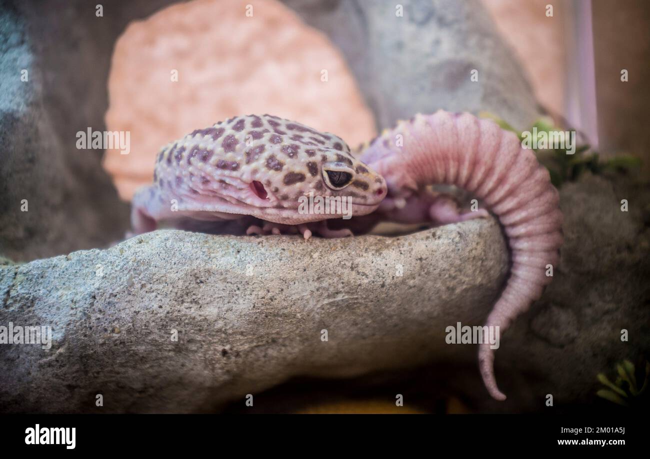 Pink Leopard gecko over branch. First domesticated species of lizard. Stock Photo