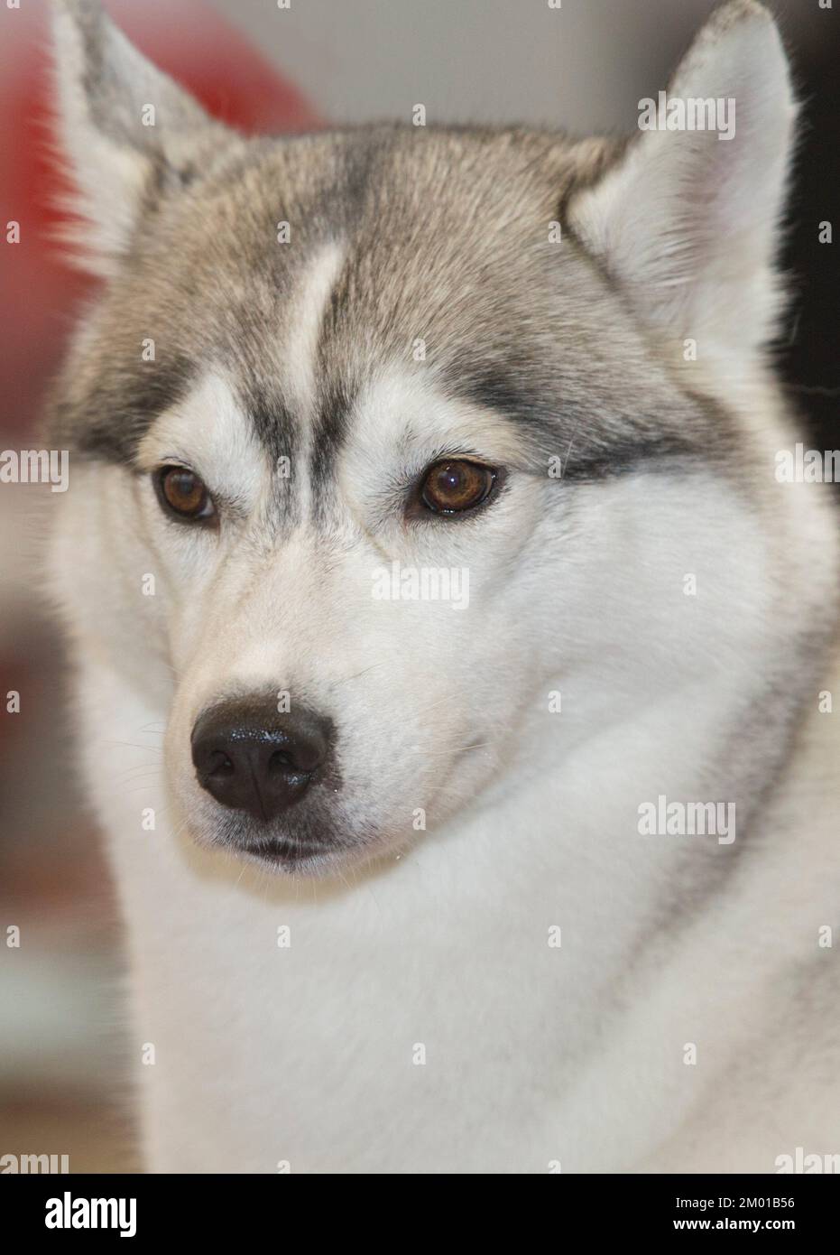 Light gray and white Siberian Husky. Portrait. Stock Photo
