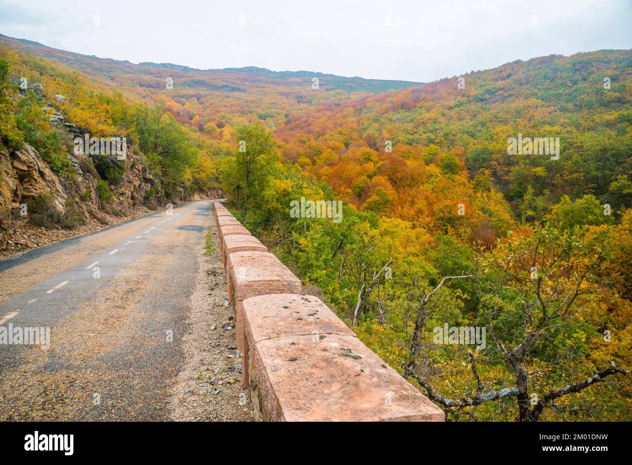 Road to La Quesera mountain pass and La Pedrosa beech forest. Riofrio de Riaza, Segovia province, Castilla Leon, Spain. Stock Photo