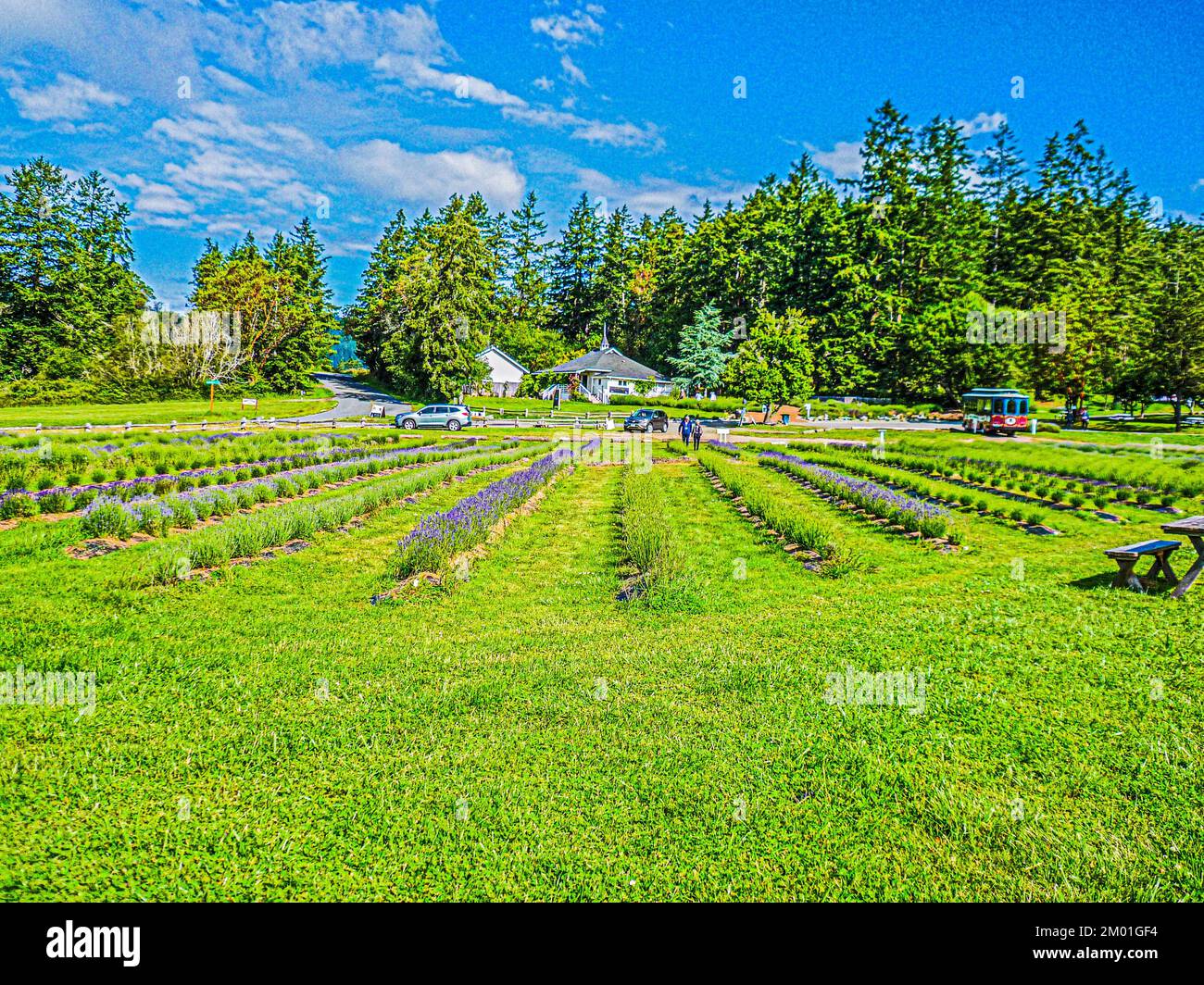 Pelindaba Lavender Farm, Friday Harbor, San Juan Island, Washington