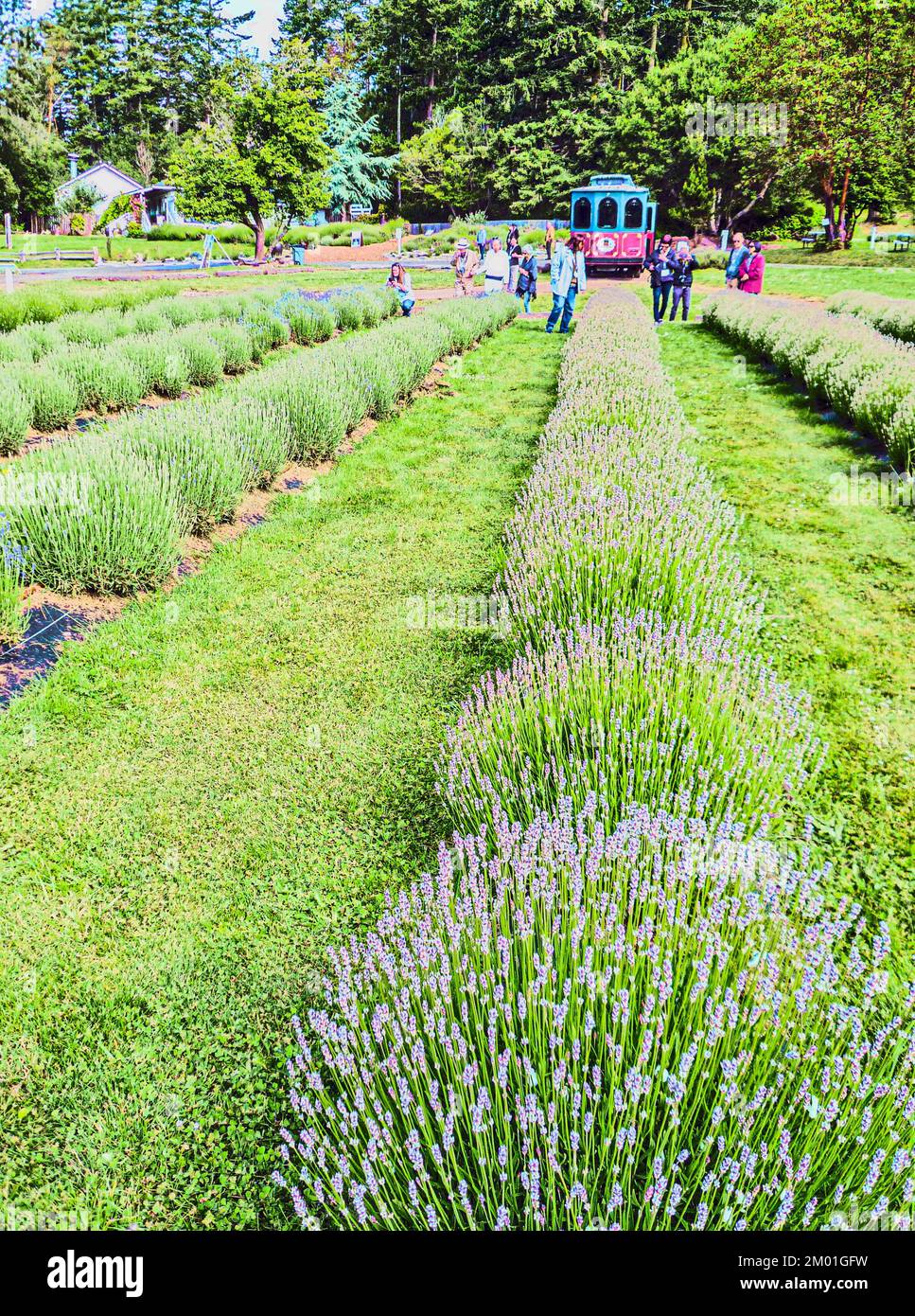 Pelindaba Lavender Farm, Friday Harbor, San Juan Island, Washington. Early stage of lavender