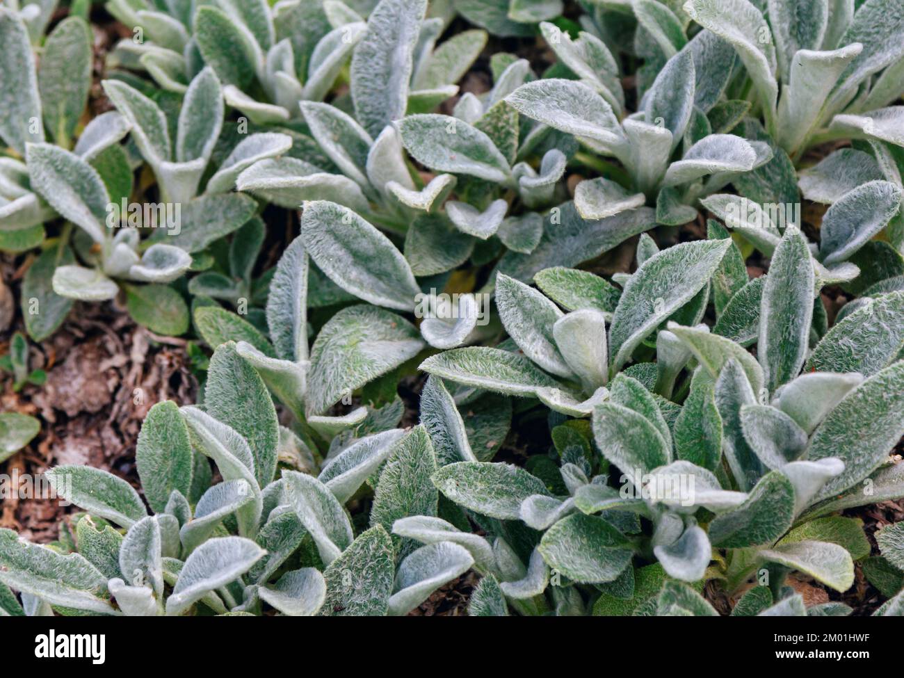 Close up Stachys byzantine or woolly hedgenettle  decorative flowering plant in the mint family Lamiaceae growing in the garden Stock Photo
