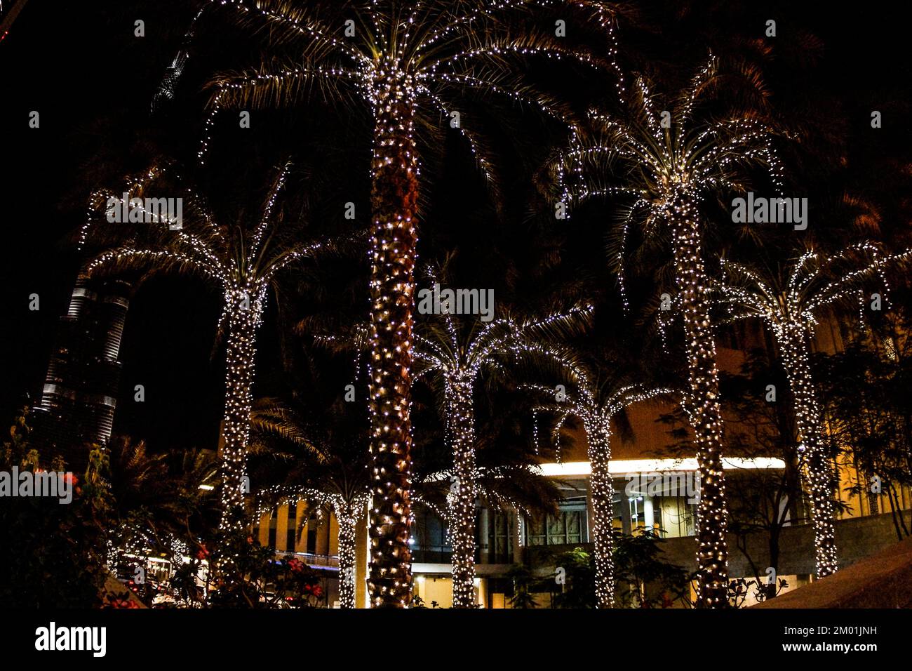 Illuminated palm trees. Dubai Mall. Dubai. United Arab Emirates, Middle