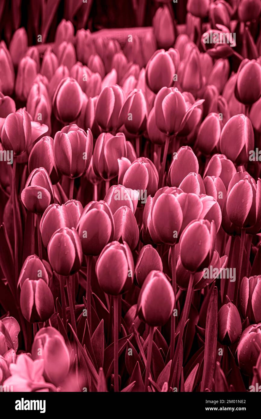 https://c8.alamy.com/comp/2M01NE2/close-up-view-of-tulips-dark-floral-abstract-background-in-trendy-viva-magenta-color-2M01NE2.jpg