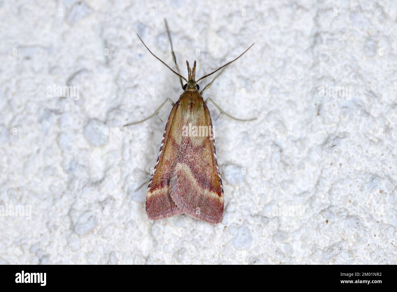 Moth repellent hi-res stock photography and images - Alamy