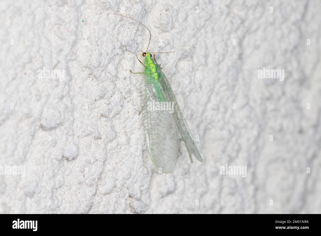 Green Lacewing (Chrysopa perla). It is an insect in the Chrysopidae family. The larvae are active predators and feed on aphids and other small insects Stock Photo