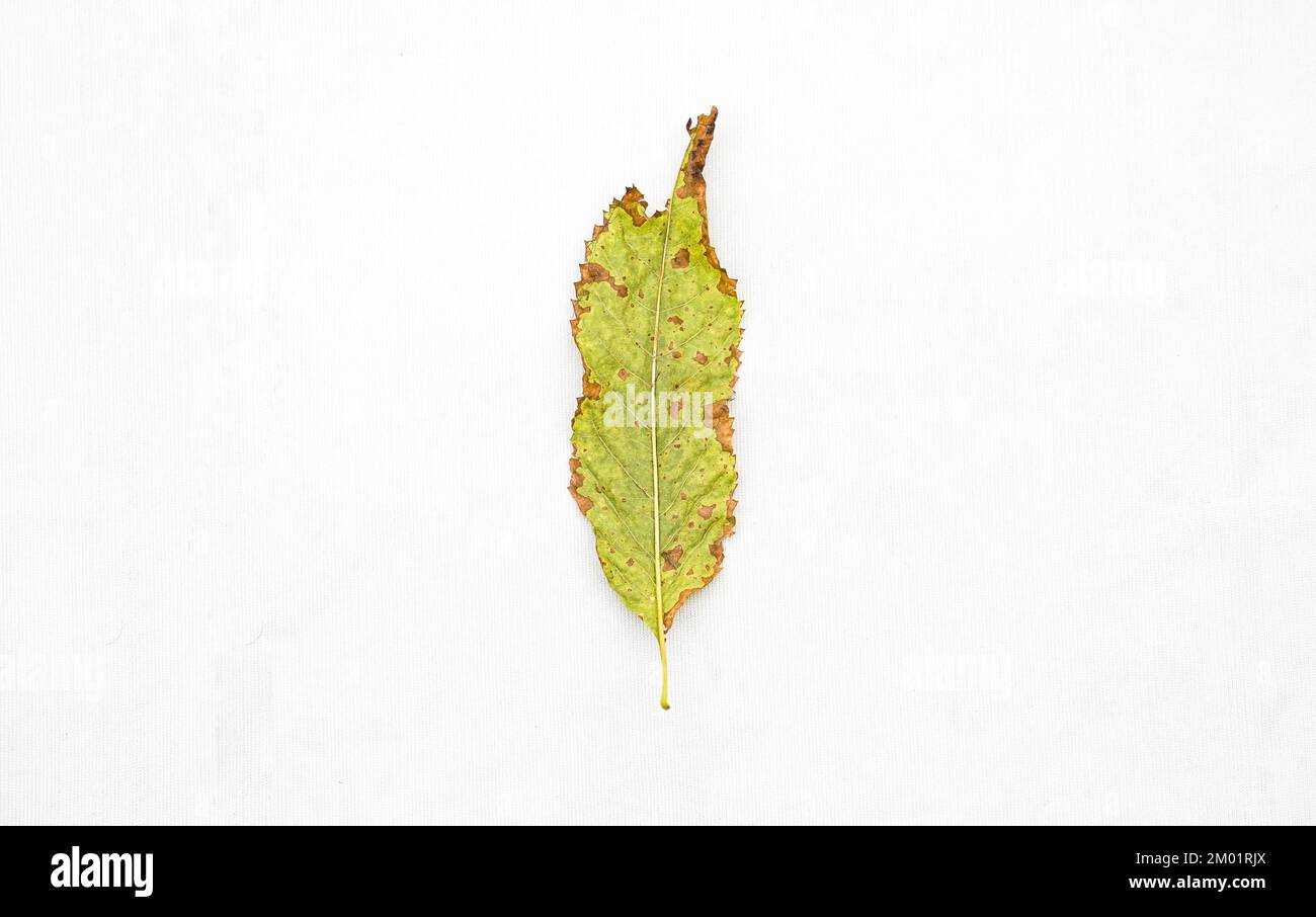 A green Leaf little Dried Isolated on a White Background, Autumn Leaf, Dry Leaf, Grunge Leaf Stock Photo