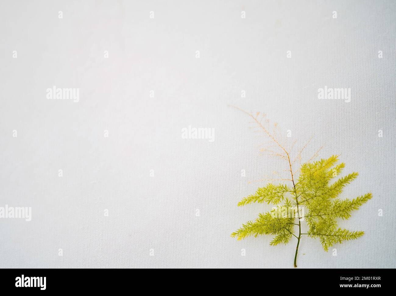Asparagus Fern Plant Green leaf isolated on a white background, Green Leaf On a White Background, Tropical leaves. Stock Photo