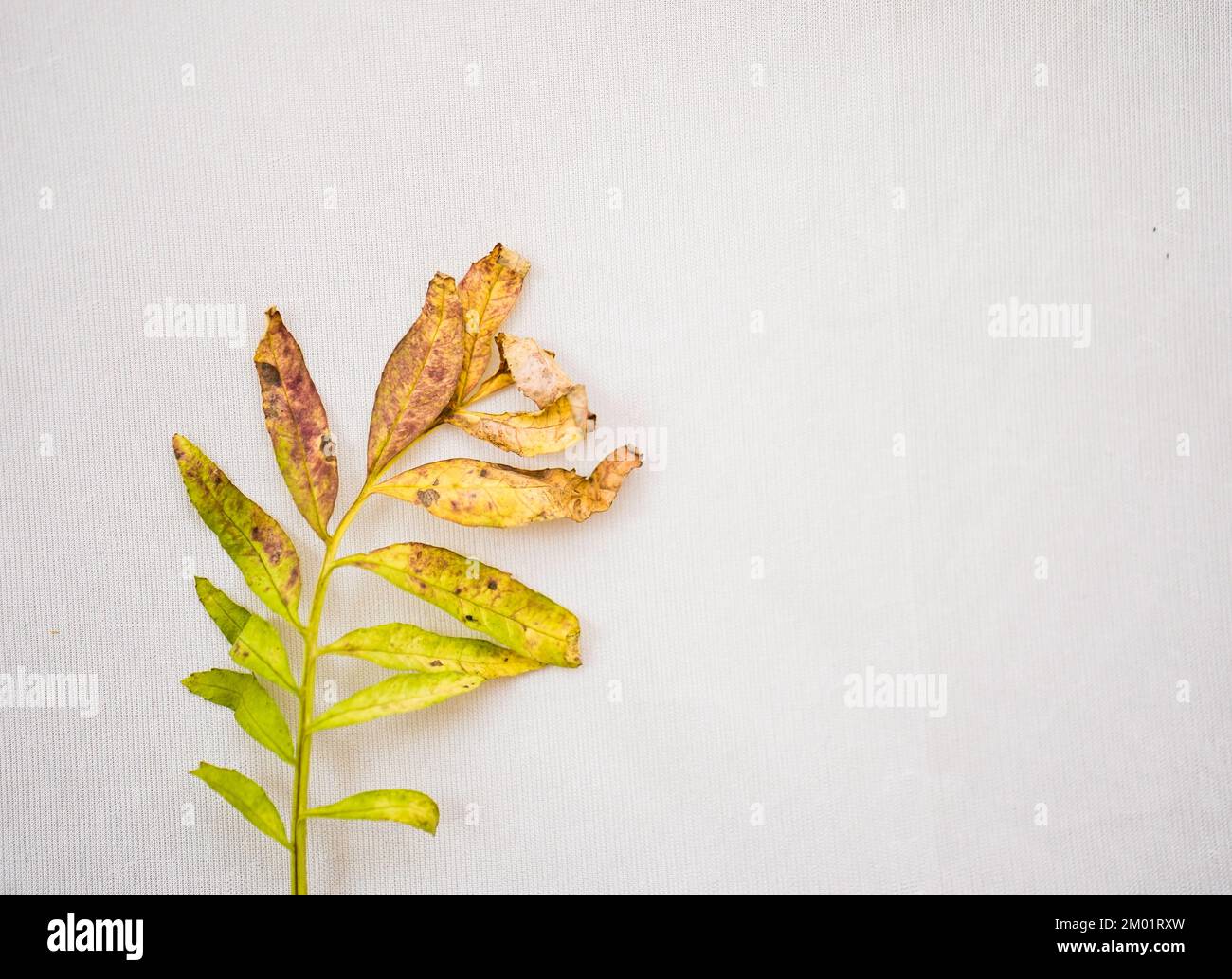 Beautiful Yellow and green gradient leaf isolated on white background,A dry leaf, A dry greenish leaf kept left size, Place text, Flat, copy, lay Stock Photo