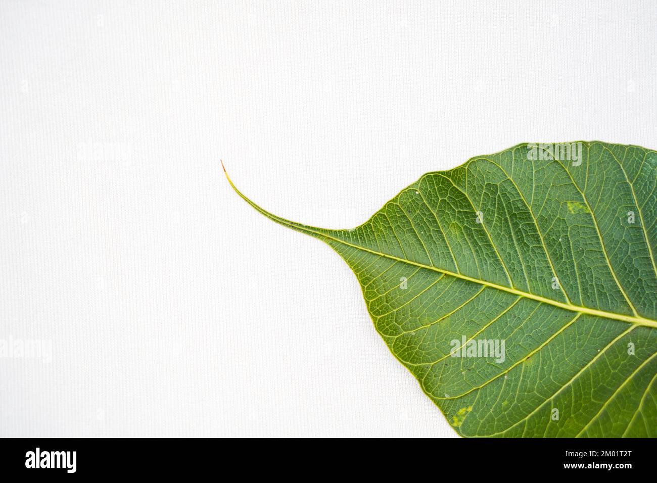 Peepal leaf or Bodhi leaf or sacred fig leaf isolated on white background, Green Peepal leaf on white background Stock Photo