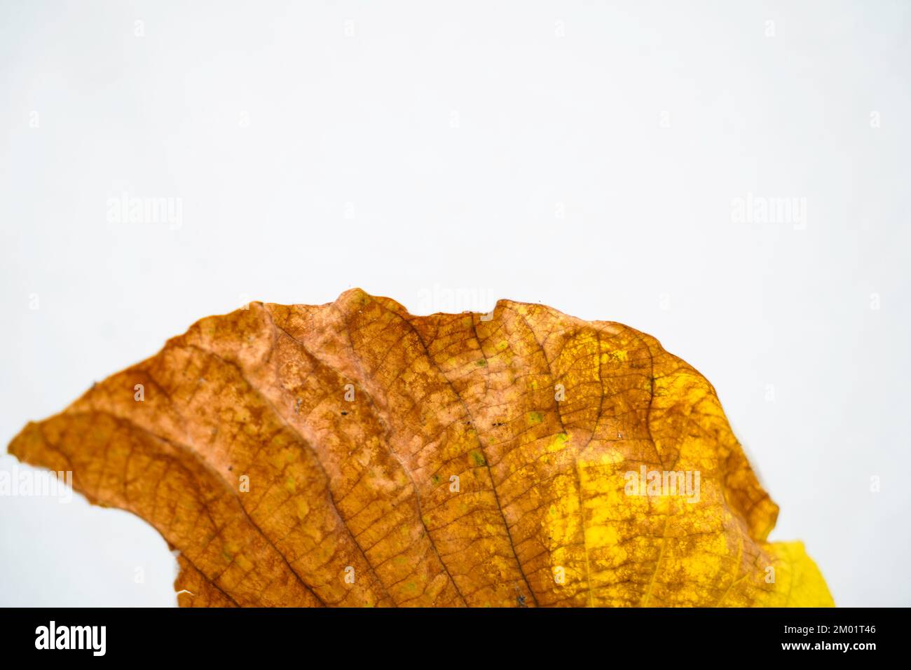 Golden teak leaf (Tectona grandis) .Leaves of golden teak fall from the deciduous to dry on the white background. stock photo Stock Photo
