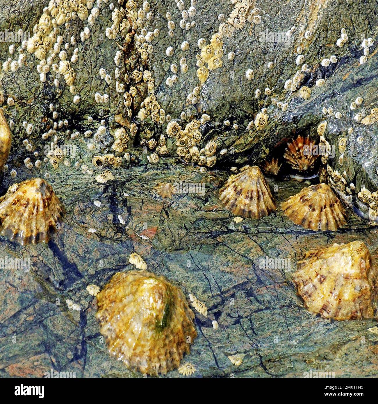 Colour photograph of coastal rock pool the image is a mixture of marine creatures and Geology showing rock patterns and textures. Stock Photo