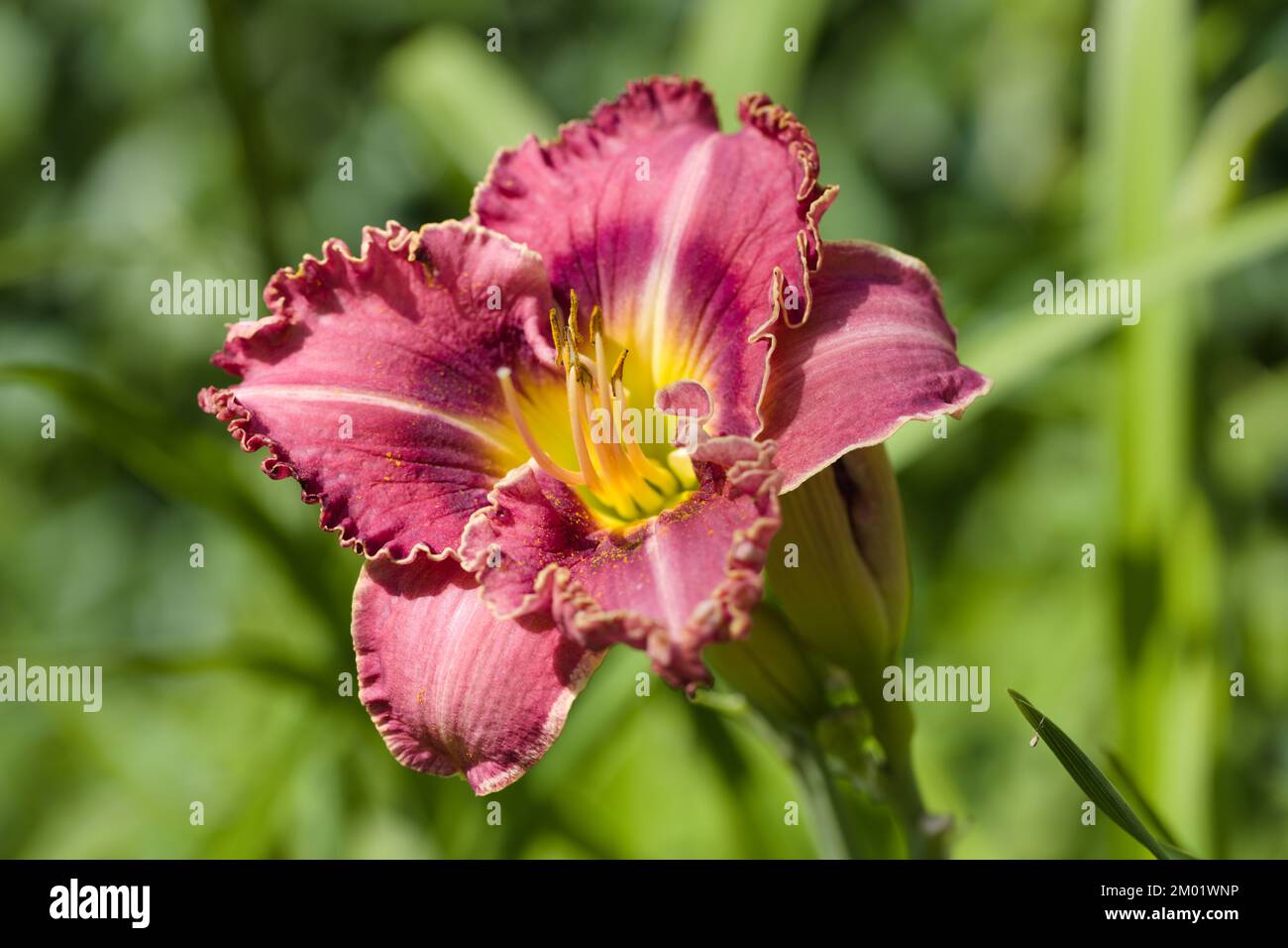 Daylily flowers in a garden Stock Photo