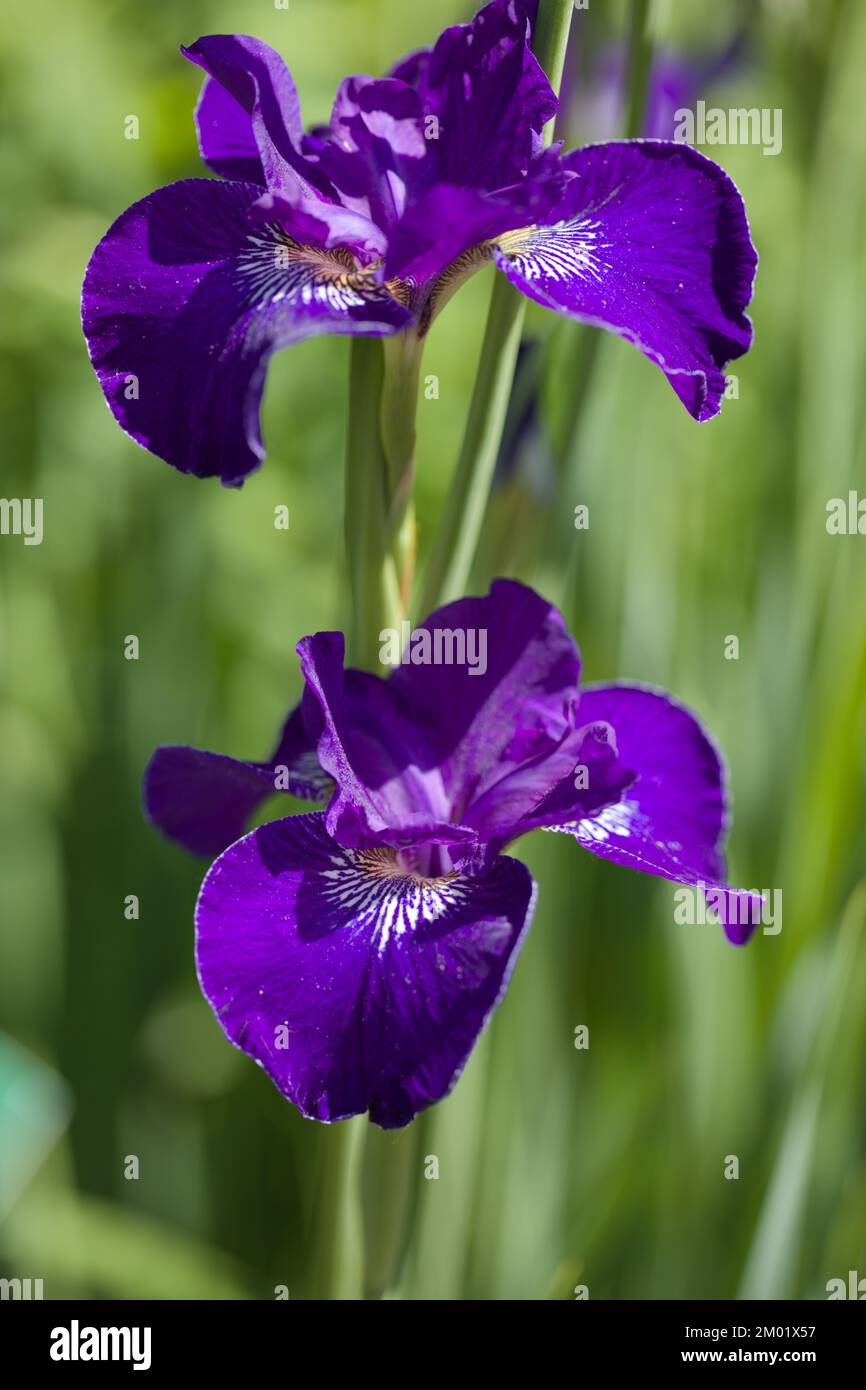 Iris flower in a garden Stock Photo
