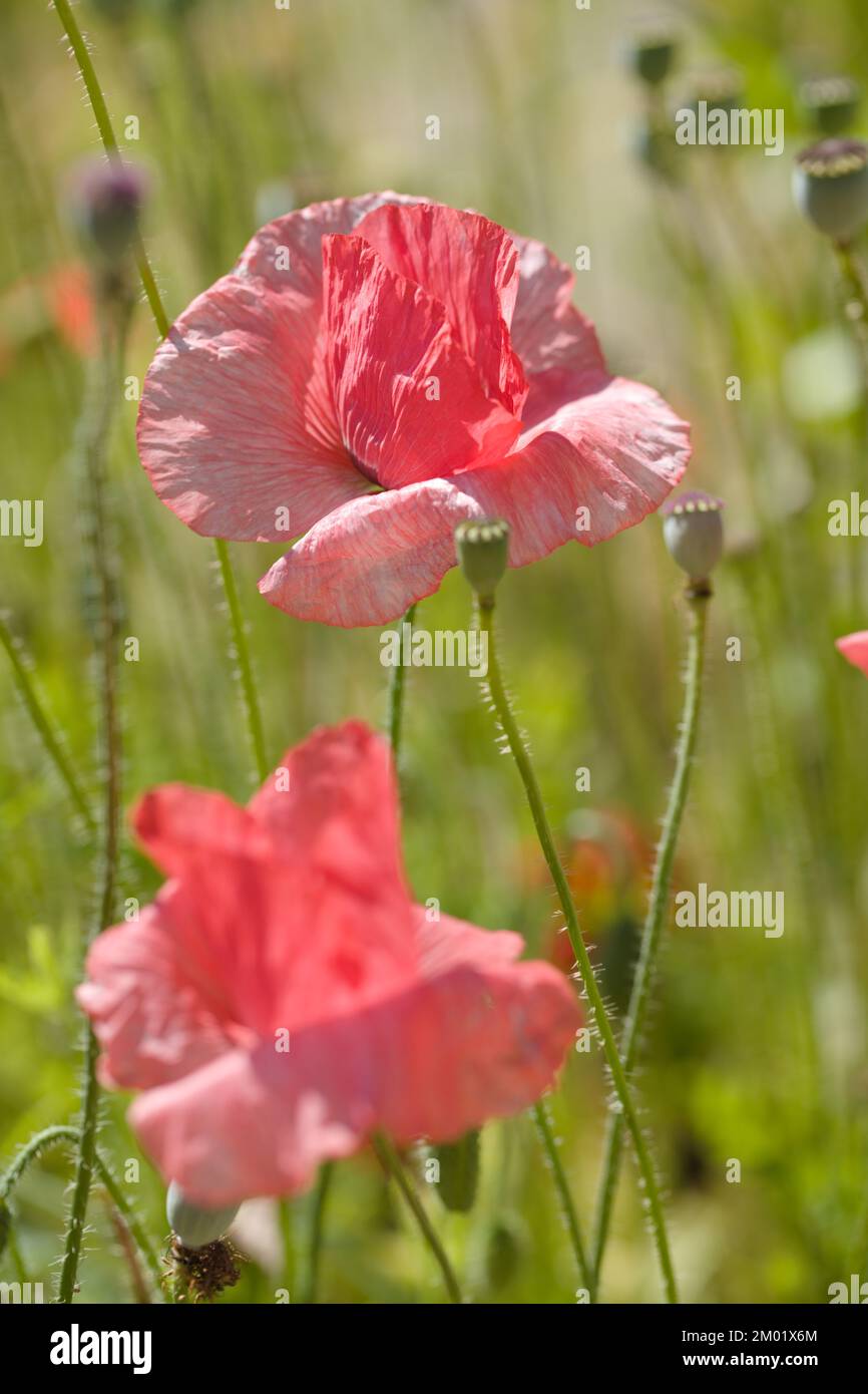 Pink poppy flowers on a lawn Stock Photo