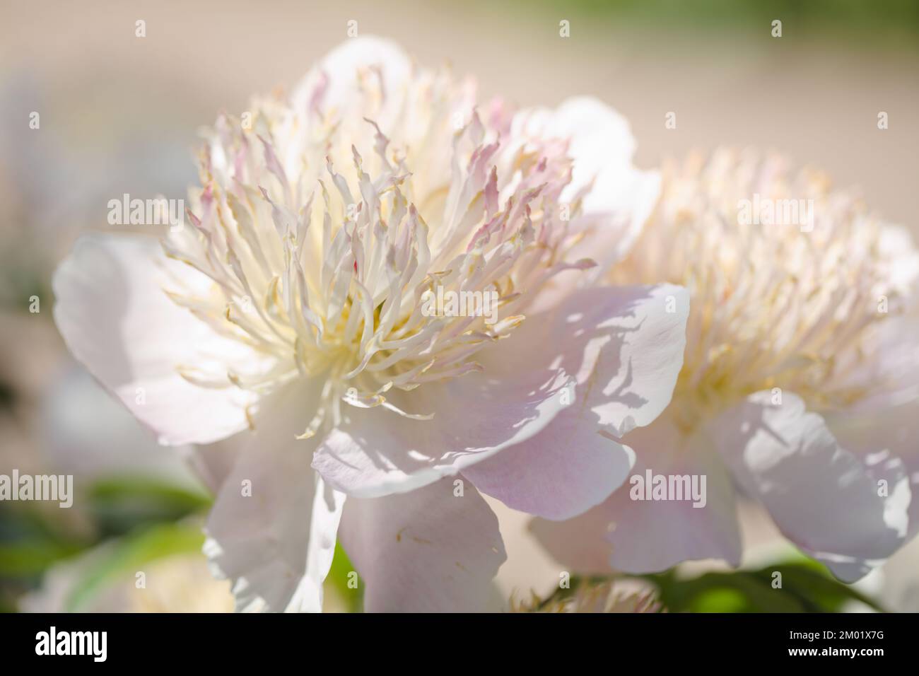 Closeup view of peony flowers in a garden Stock Photo