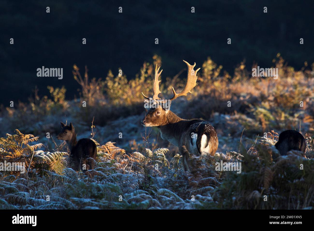Fallow Deer Stag in Autumn on Cannock Chase AONB (area of outstanding